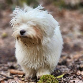 chiot Coton de tulear A Élevage du Royaume des P'tits Loups