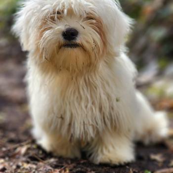 chiot Coton de tulear A Élevage du Royaume des P'tits Loups