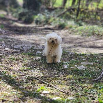 chiot Coton de tulear A Élevage du Royaume des P'tits Loups