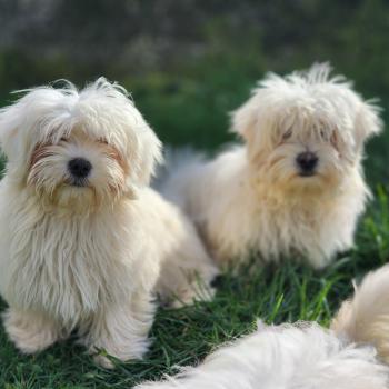 chiot Coton de tulear A Élevage du Royaume des P'tits Loups