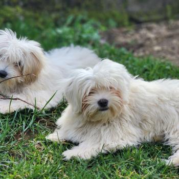 chiot Coton de tulear A Élevage du Royaume des P'tits Loups