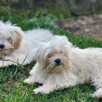 chiot Coton de tulear A Élevage du Royaume des P'tits Loups
