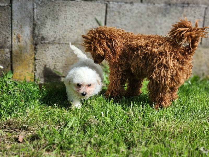 Apple du royaume des p'tits loups Femelle Coton de tulear