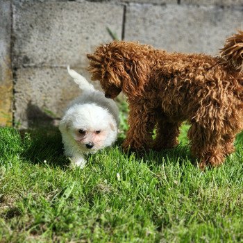 chiot Coton de tulear blc A du royaume des p'tits loups Élevage du Royaume des P'tits Loups chiot Coton de tulear blc A du royaume des p'tits loups Élevage du Royaume des P'tits Loups