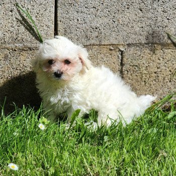 chiot Coton de tulear blc Apple du royaume des p'tits loups Élevage du Royaume des P'tits Loups chiot Coton de tulear blc Apple du royaume des p'tits loups Élevage du Royaume des P'tits Loups