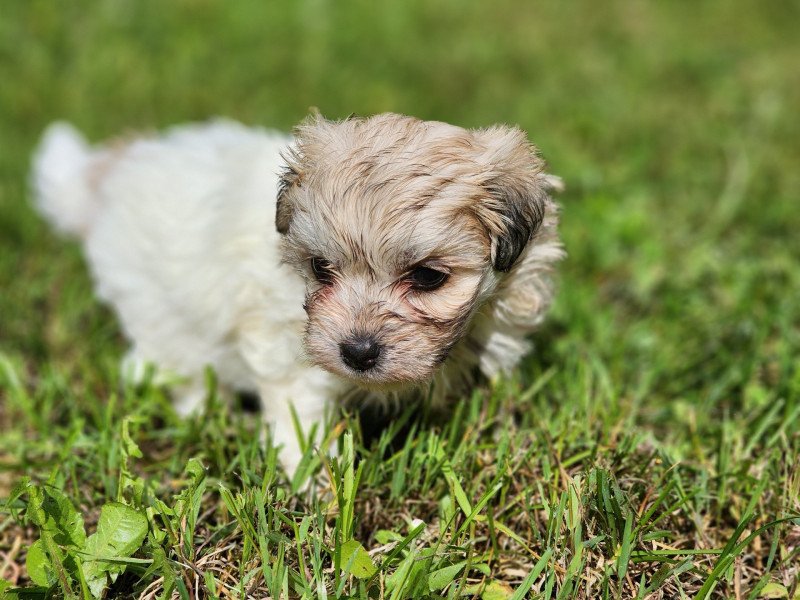 Aloha du royaume des p'tits loups Femelle Coton de tulear
