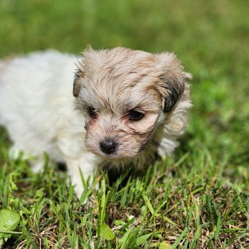 chiot Coton de tulear blc Aloha du royaume des p'tits loups Élevage du Royaume des P'tits Loups