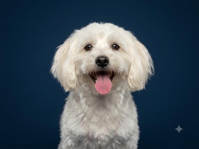 Amaya (lof, non confirmer) Femelle Coton de tulear