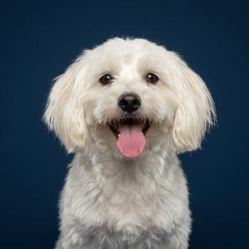 chien Coton de tulear blc Amaya (lof, non confirmer) Élevage du Royaume des P'tits Loups
