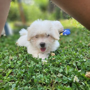 chiot Coton de tulear blc Alvin du royaume des p'tits loups Élevage du Royaume des P'tits Loups chiot Coton de tulear blc Alvin du royaume des p'tits loups Élevage du Royaume des P'tits Loups