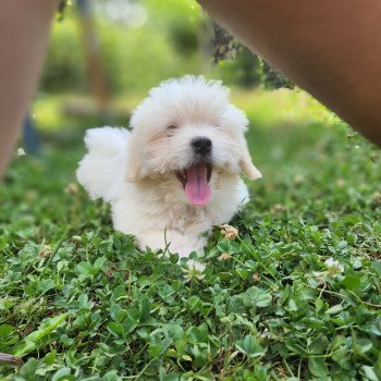 chiot Coton de tulear blc Alvin du royaume des p'tits loups Élevage du Royaume des P'tits Loups chiot Coton de tulear blc Alvin du royaume des p'tits loups Élevage du Royaume des P'tits Loups