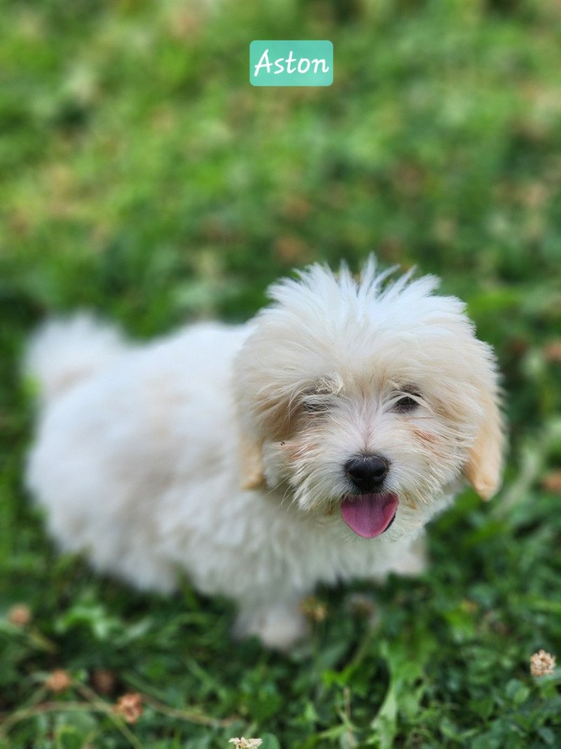 Alvin du royaume des p'tits loups Mâle Coton de tulear
