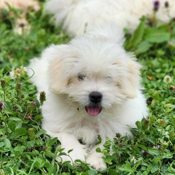 chiot Coton de tulear blc Alvin du royaume des p'tits loups Élevage du Royaume des P'tits Loups chiot Coton de tulear blc Alvin du royaume des p'tits loups Élevage du Royaume des P'tits Loups