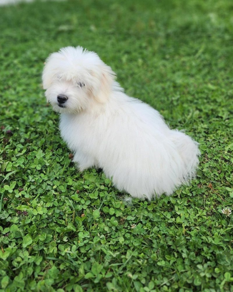 Alvin du royaume des p'tits loups Mâle Coton de tulear