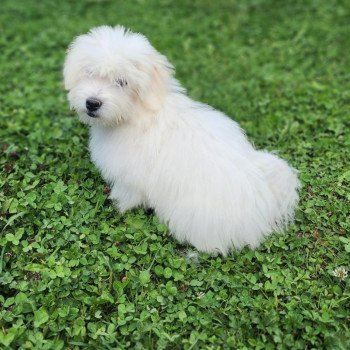 chiot Coton de tulear blc Alvin du royaume des p'tits loups Élevage du Royaume des P'tits Loups chiot Coton de tulear blc Alvin du royaume des p'tits loups Élevage du Royaume des P'tits Loups