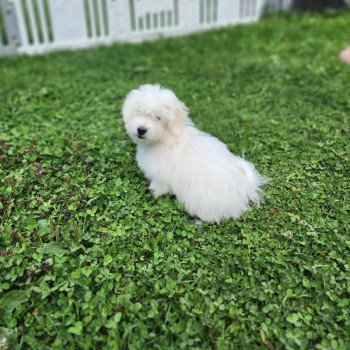 chiot Coton de tulear blc Alvin du royaume des p'tits loups Élevage du Royaume des P'tits Loups chiot Coton de tulear blc Alvin du royaume des p'tits loups Élevage du Royaume des P'tits Loups