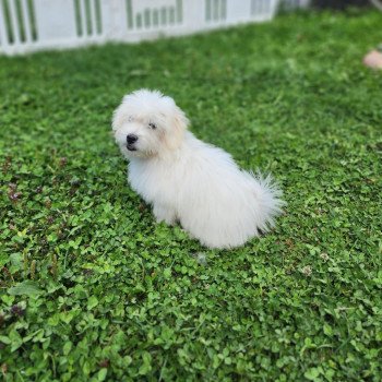 chiot Coton de tulear blc Alvin du royaume des p'tits loups Élevage du Royaume des P'tits Loups chiot Coton de tulear blc Alvin du royaume des p'tits loups Élevage du Royaume des P'tits Loups