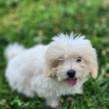 chiot Coton de tulear blc Aston du royaume des p'tits loups Élevage du Royaume des P'tits Loups chiot Coton de tulear blc Aston du royaume des p'tits loups Élevage du Royaume des P'tits Loups