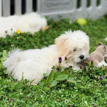 chiot Coton de tulear blc Aston du royaume des p'tits loups Élevage du Royaume des P'tits Loups chiot Coton de tulear blc Aston du royaume des p'tits loups Élevage du Royaume des P'tits Loups
