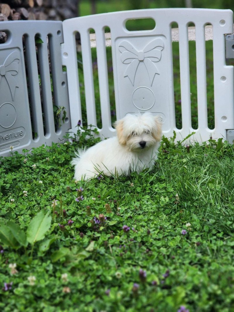 Aston du royaume des p'tits loups Mâle Coton de tulear