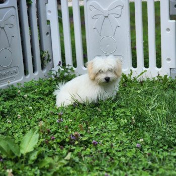 chiot Coton de tulear blc Aston du royaume des p'tits loups Élevage du Royaume des P'tits Loups chiot Coton de tulear blc Aston du royaume des p'tits loups Élevage du Royaume des P'tits Loups