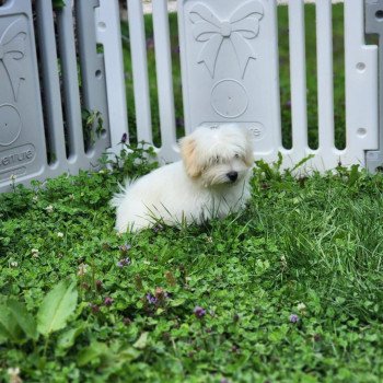 chiot Coton de tulear blc Aston du royaume des p'tits loups Élevage du Royaume des P'tits Loups chiot Coton de tulear blc Aston du royaume des p'tits loups Élevage du Royaume des P'tits Loups