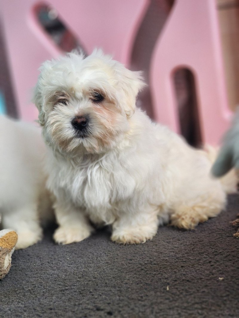 Alfy du royaume des p'tits loups Femelle Coton de tulear