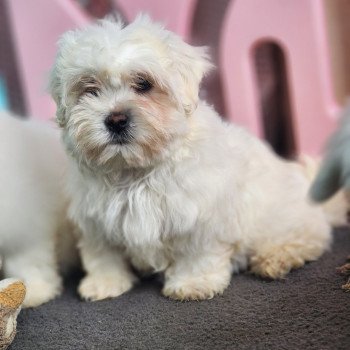 chiot Coton de tulear blc Alfy du royaume des p'tits loups Élevage du Royaume des P'tits Loups