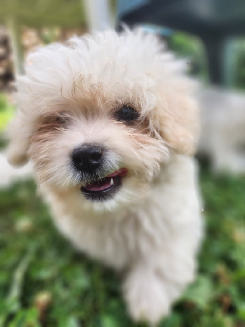 Addock du royaume des p'tits loups Mâle Coton de tulear