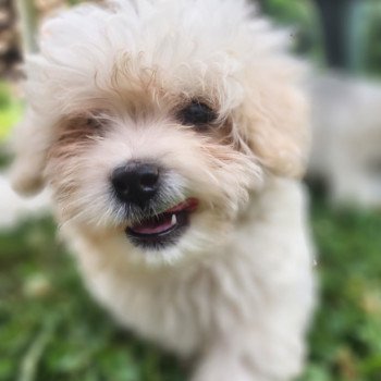 chiot Coton de tulear blc Addock du royaume des p'tits loups Élevage du Royaume des P'tits Loups chiot Coton de tulear blc Addock du royaume des p'tits loups Élevage du Royaume des P'tits Loups