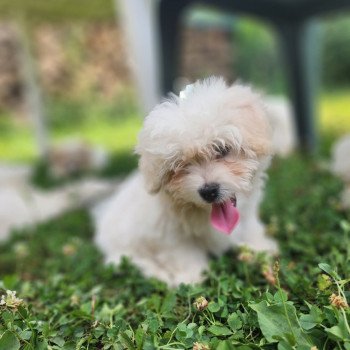 chiot Coton de tulear blc Addock du royaume des p'tits loups Élevage du Royaume des P'tits Loups chiot Coton de tulear blc Addock du royaume des p'tits loups Élevage du Royaume des P'tits Loups