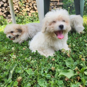 chiot Coton de tulear blc Addock du royaume des p'tits loups Élevage du Royaume des P'tits Loups chiot Coton de tulear blc Addock du royaume des p'tits loups Élevage du Royaume des P'tits Loups
