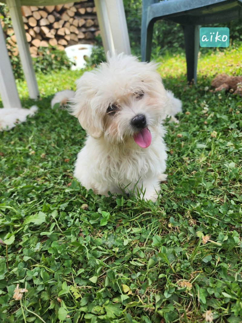 Aiko du royaume des p'tits loups Mâle Coton de tulear