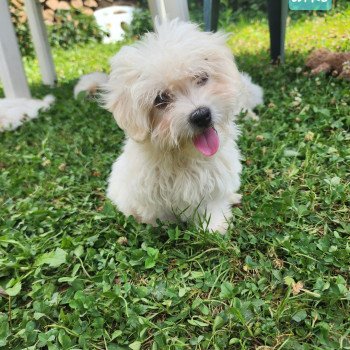 chiot Coton de tulear blc Aiko du royaume des p'tits loups Élevage du Royaume des P'tits Loups chiot Coton de tulear blc Aiko du royaume des p'tits loups Élevage du Royaume des P'tits Loups