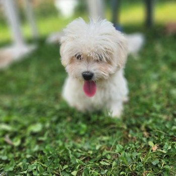 chiot Coton de tulear blc Aiko du royaume des p'tits loups Élevage du Royaume des P'tits Loups chiot Coton de tulear blc Aiko du royaume des p'tits loups Élevage du Royaume des P'tits Loups