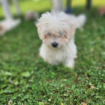 chiot Coton de tulear blc Aiko du royaume des p'tits loups Élevage du Royaume des P'tits Loups chiot Coton de tulear blc Aiko du royaume des p'tits loups Élevage du Royaume des P'tits Loups