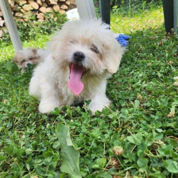 chiot Coton de tulear blc Aiko du royaume des p'tits loups Élevage du Royaume des P'tits Loups chiot Coton de tulear blc Aiko du royaume des p'tits loups Élevage du Royaume des P'tits Loups