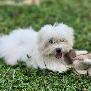 chiot Coton de tulear blc Aiko du royaume des p'tits loups Élevage du Royaume des P'tits Loups chiot Coton de tulear blc Aiko du royaume des p'tits loups Élevage du Royaume des P'tits Loups