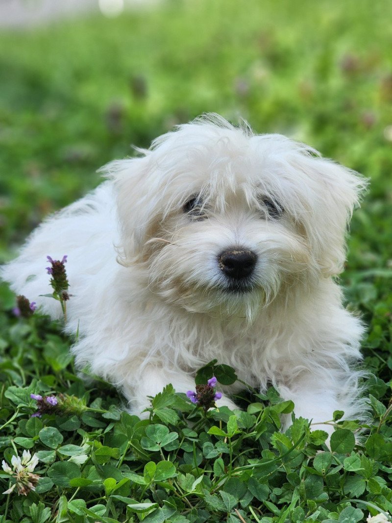 Aiko du royaume des p'tits loups Mâle Coton de tulear