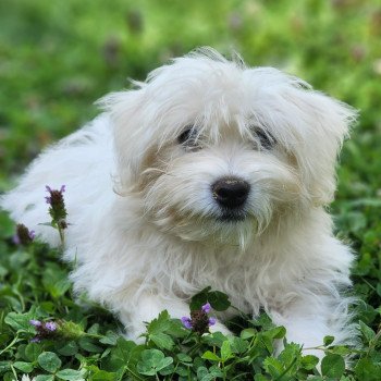 chiot Coton de tulear blc Aiko du royaume des p'tits loups Élevage du Royaume des P'tits Loups chiot Coton de tulear blc Aiko du royaume des p'tits loups Élevage du Royaume des P'tits Loups