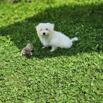chiot Coton de tulear blc Aiko du royaume des p'tits loups Élevage du Royaume des P'tits Loups chiot Coton de tulear blc Aiko du royaume des p'tits loups Élevage du Royaume des P'tits Loups