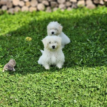 chiot Coton de tulear blc Aiko du royaume des p'tits loups Élevage du Royaume des P'tits Loups chiot Coton de tulear blc Aiko du royaume des p'tits loups Élevage du Royaume des P'tits Loups