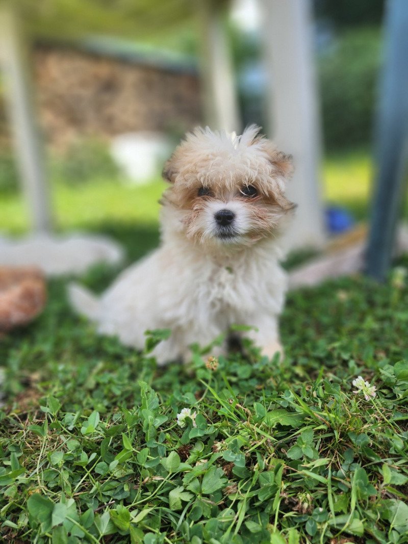Ace du royaume des p'tits loups Mâle Coton de tulear