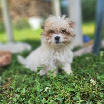 chiot Coton de tulear blc Ace du royaume des p'tits loups Élevage du Royaume des P'tits Loups chiot Coton de tulear blc Ace du royaume des p'tits loups Élevage du Royaume des P'tits Loups