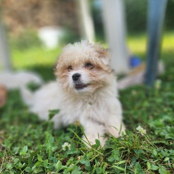 chiot Coton de tulear blc Ace du royaume des p'tits loups Élevage du Royaume des P'tits Loups chiot Coton de tulear blc Ace du royaume des p'tits loups Élevage du Royaume des P'tits Loups