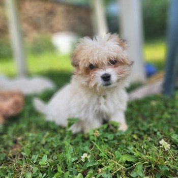 chiot Coton de tulear blc Ace du royaume des p'tits loups Élevage du Royaume des P'tits Loups chiot Coton de tulear blc Ace du royaume des p'tits loups Élevage du Royaume des P'tits Loups