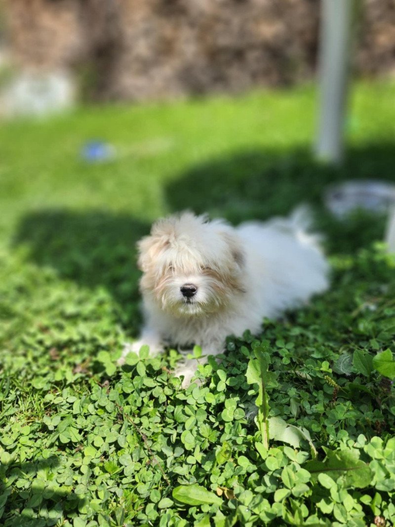 Ace du royaume des p'tits loups Mâle Coton de tulear