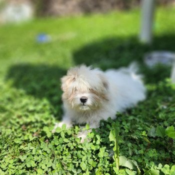 chiot Coton de tulear blc Ace du royaume des p'tits loups Élevage du Royaume des P'tits Loups chiot Coton de tulear blc Ace du royaume des p'tits loups Élevage du Royaume des P'tits Loups