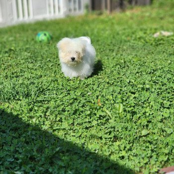 chiot Coton de tulear blc Ace du royaume des p'tits loups Élevage du Royaume des P'tits Loups chiot Coton de tulear blc Ace du royaume des p'tits loups Élevage du Royaume des P'tits Loups