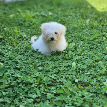 chiot Coton de tulear blc Ace du royaume des p'tits loups Élevage du Royaume des P'tits Loups chiot Coton de tulear blc Ace du royaume des p'tits loups Élevage du Royaume des P'tits Loups